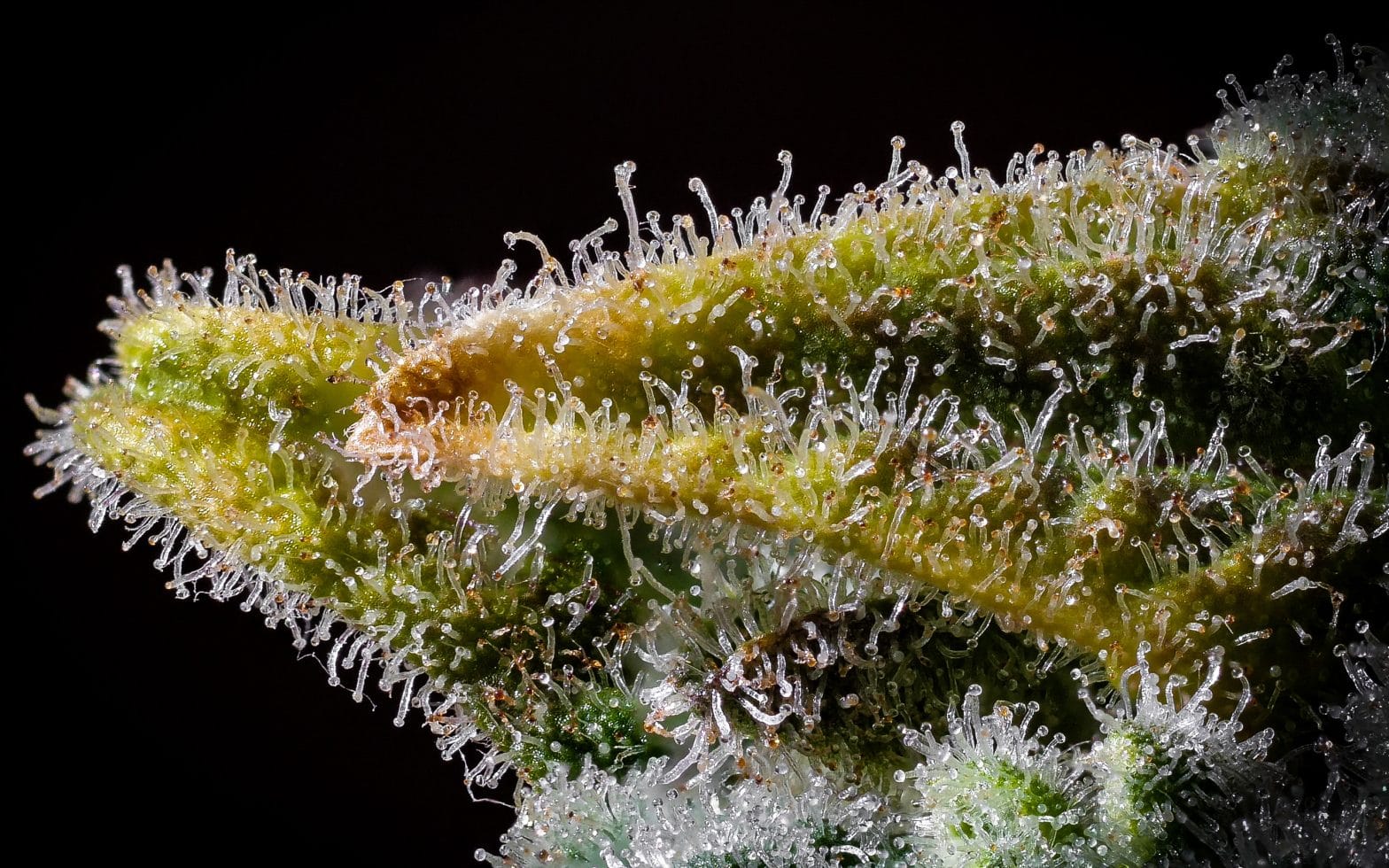 Cannabis leave with visible trichomes.