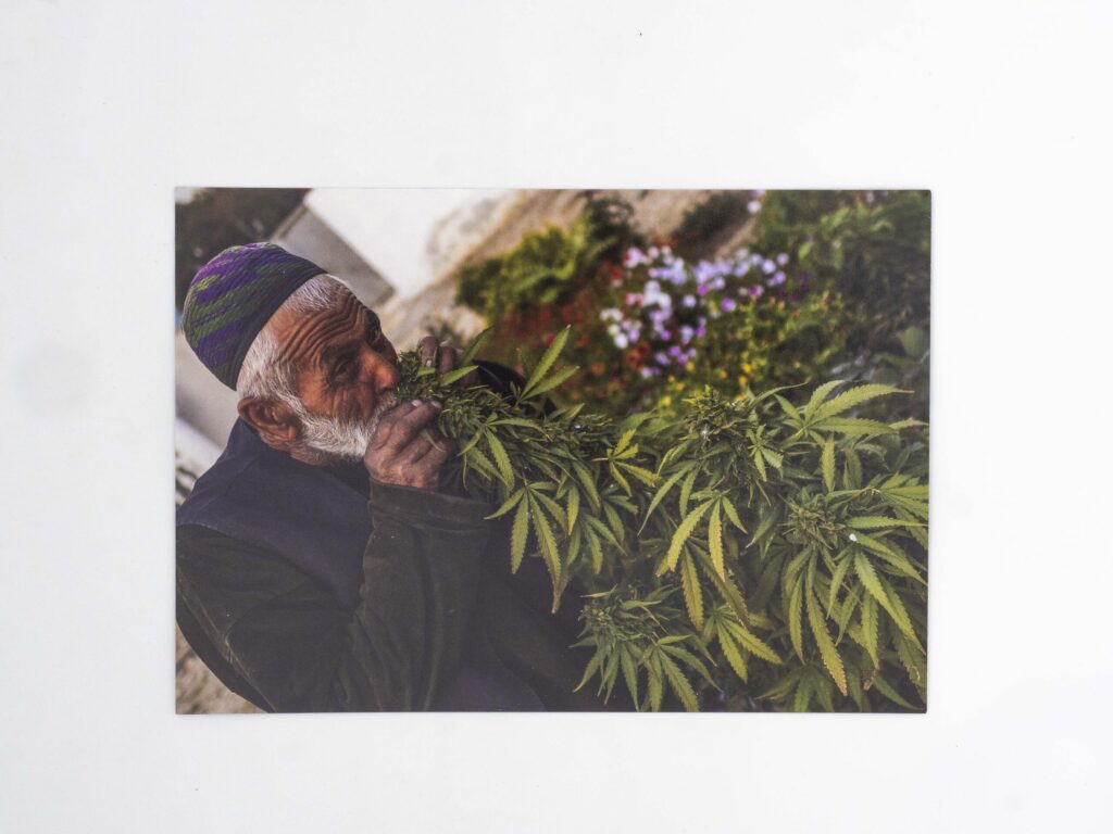 "Afghan man smelling mature cannabis plant in Mazar-i-Sharif, Afghanistan from the collection Cannabis postcard from Afghanistan