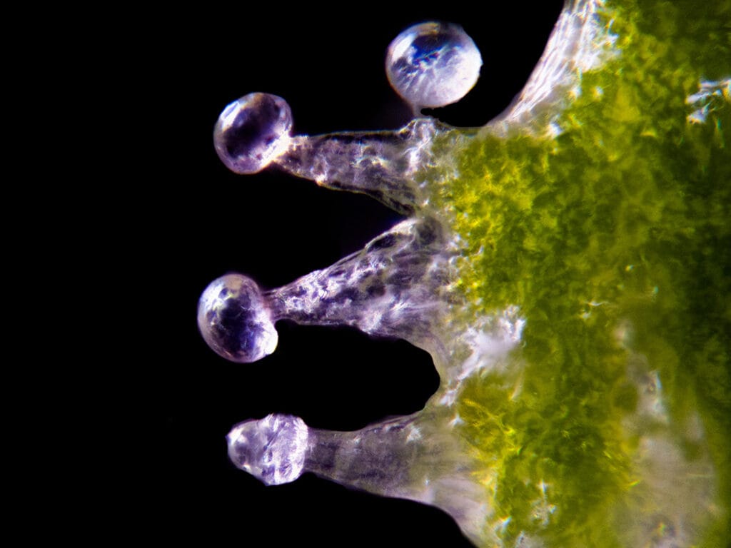 Cannabis glandular trichomes.