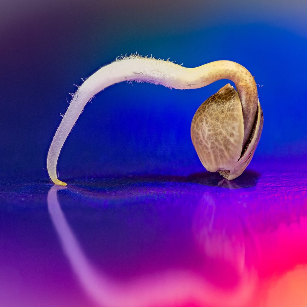 Germinated Afghan cannabis landrace seed.