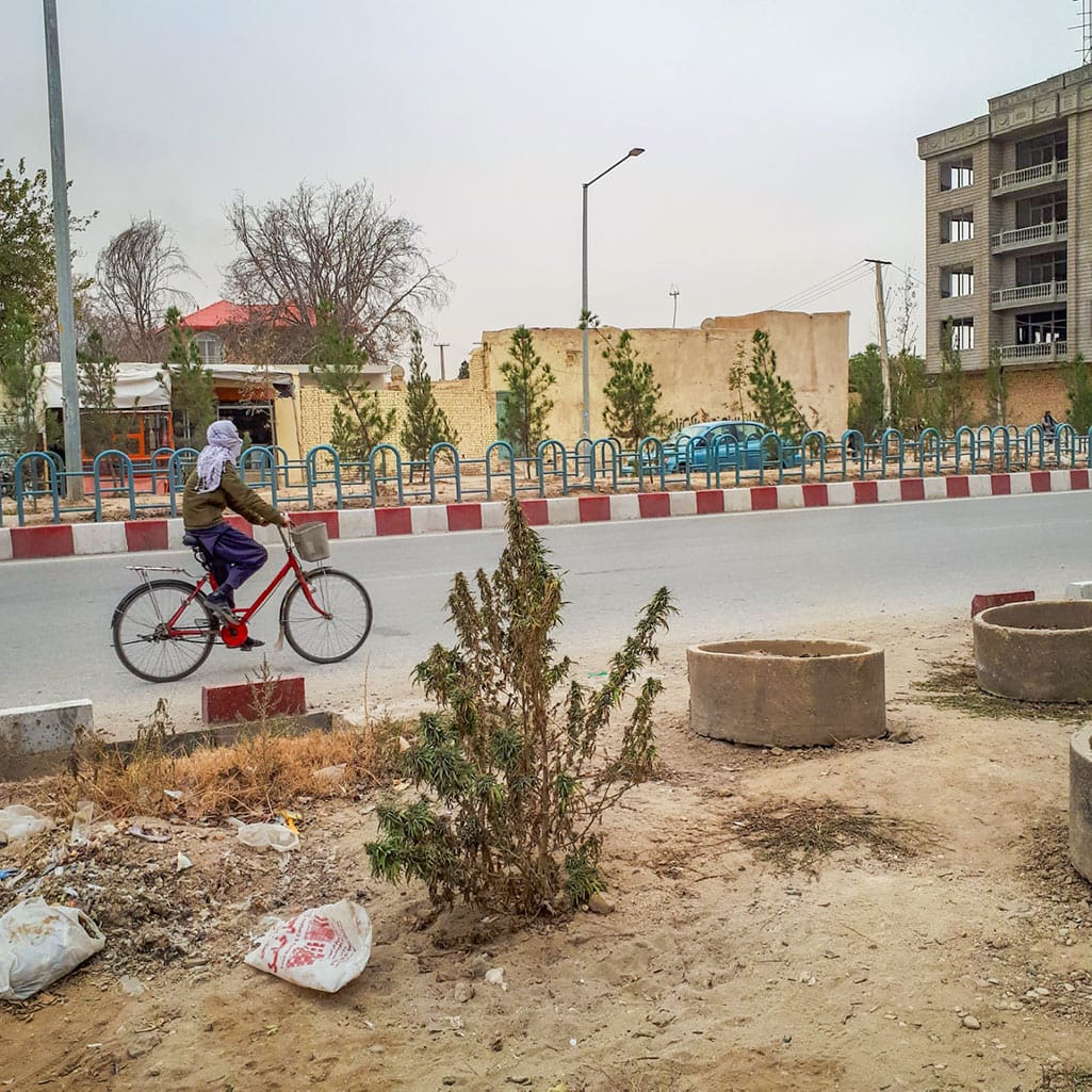 Cannabis plant in a street of Mazar-i Sharif.