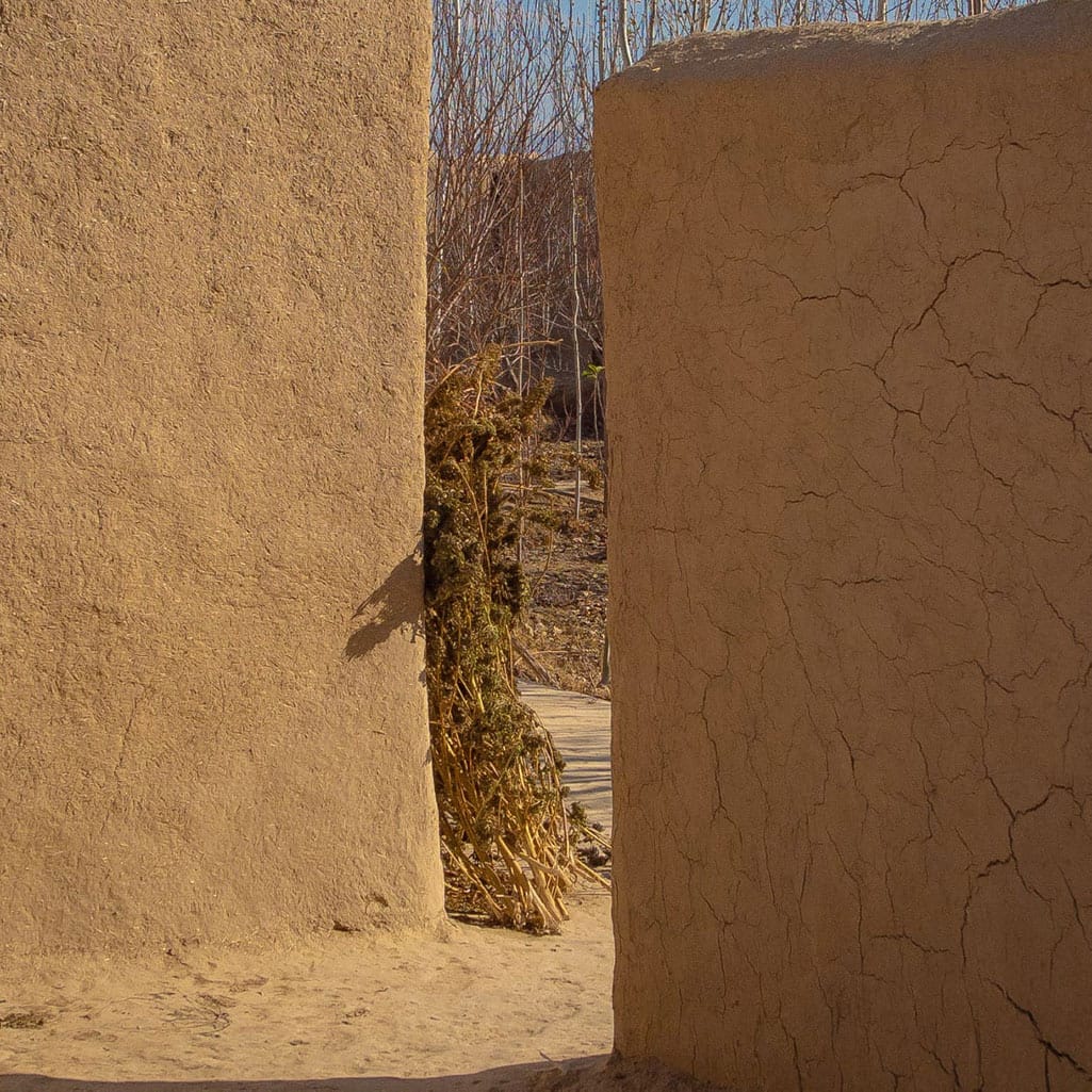 Cannabis plants drying in Afghanistan.