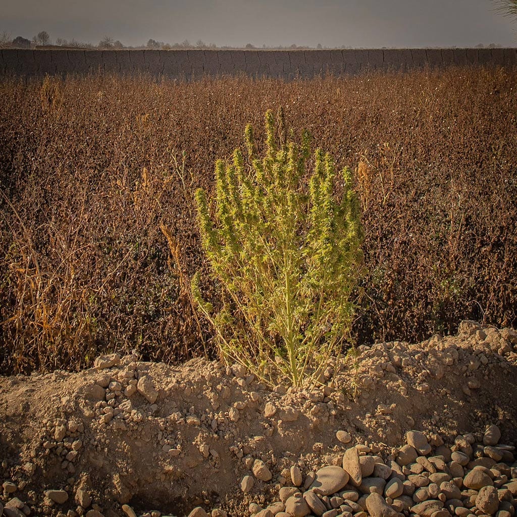 Lone Afghan cannabis landrace plant.