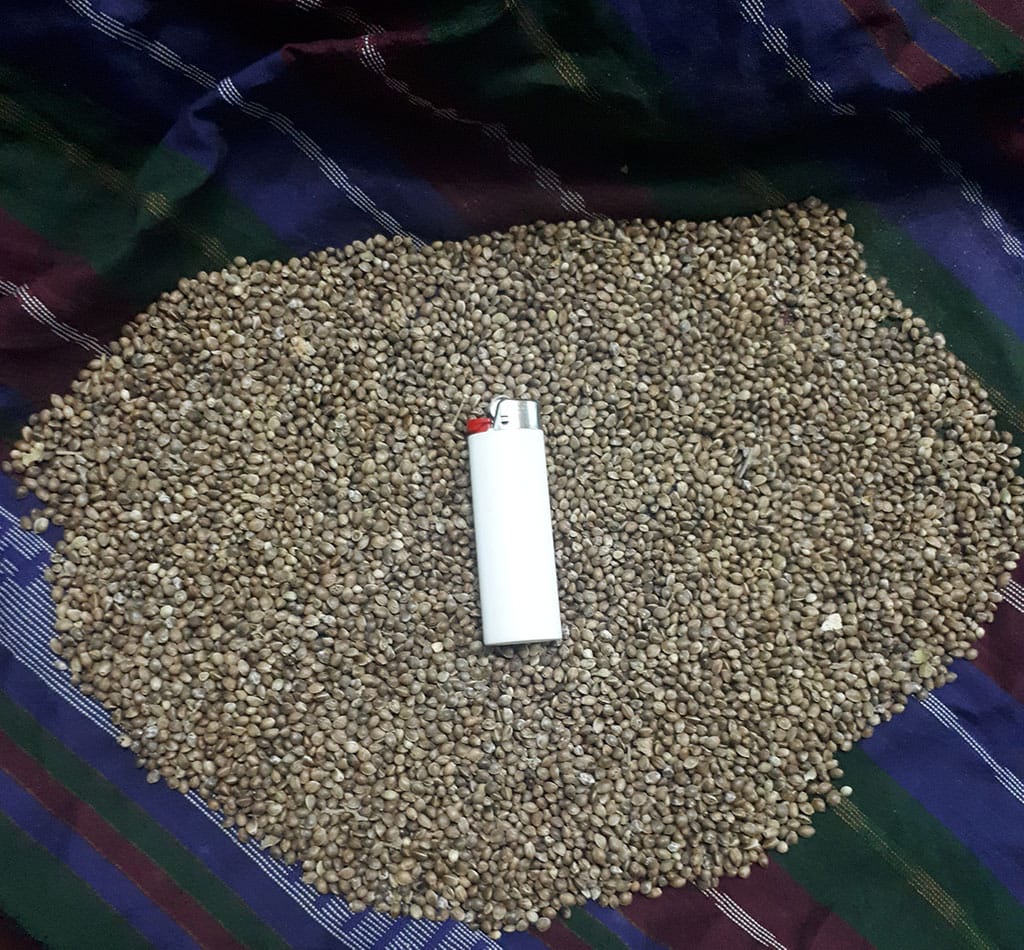 Afghan landrace cannabis seeds.