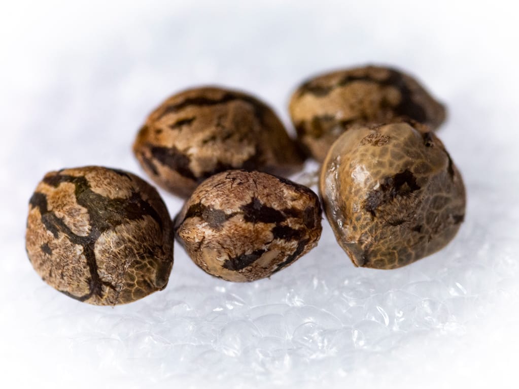 Afghan Landrace cannabis seeds.