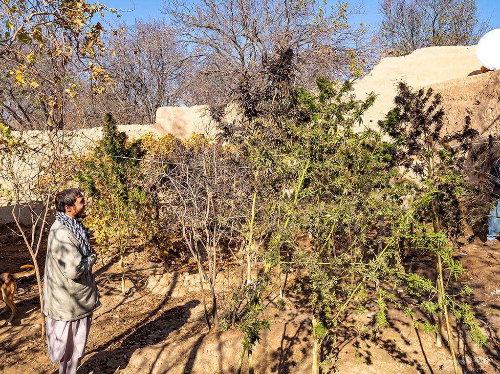 Afghan cannabis farmer in an inner courtyard watching at green and purple cannabis plants taller than him.