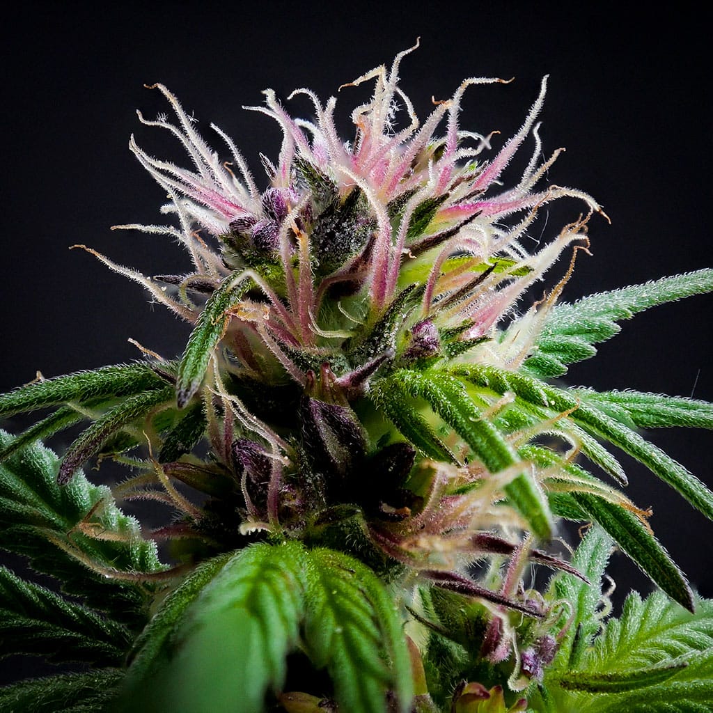 Flower of afghan landrace cannabis with pink stigmas.